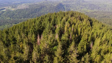 Aerial-view-flying-over-evergreen-forest-in-the-Issaquah-Alps-in-Washington-State