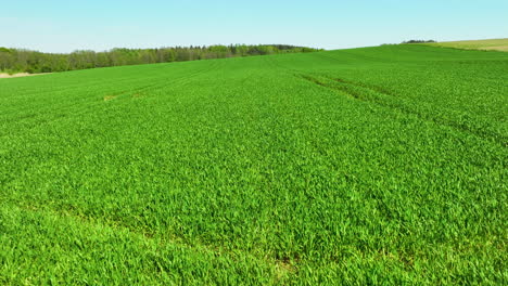 A-lush-green-field-of-young-crops-stretches-under-a-clear-sky