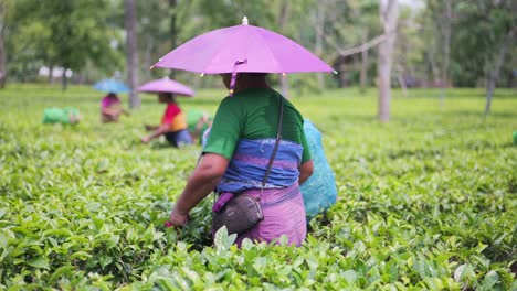 Las-Mujeres-Están-Arrancando-Hojas-De-Té-En-El-Jardín