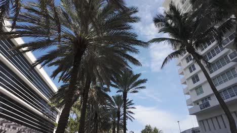 Palm-trees-and-modern-buildings-under-a-clear-blue-sky-in-Miami-Beach