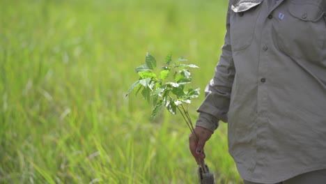 Farmer-Holding-Pink-Trumpet-Tree-Lapacho,-Argentina.