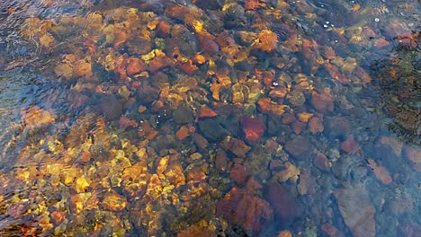 Suelo-Rocoso-Del-Arroyo-Visible-Debajo-De-La-Corriente-Cristalina-De-Agua-Dulce-Bajo-El-Sol-De-Primavera-De-La-Tarde