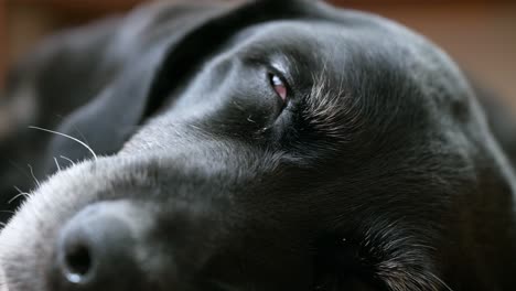 Enfoque-Estrecho-De-Los-Ojos-De-Un-Perro-Negro-Mayor-Mientras-Duerme-En-El-Suelo