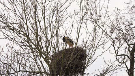 White-stork-bird-building-bird-nest-in-leafless-branches-in-tree-crown