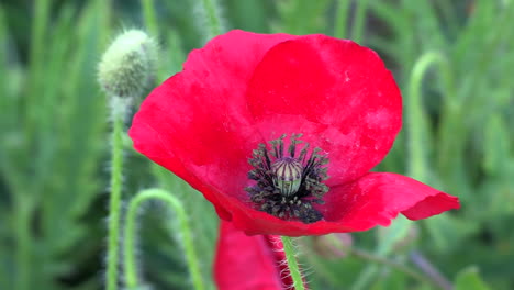 Close-up-of-a-red-Poppy-flower,-like-the-green-background-of-other-plants-blurred
