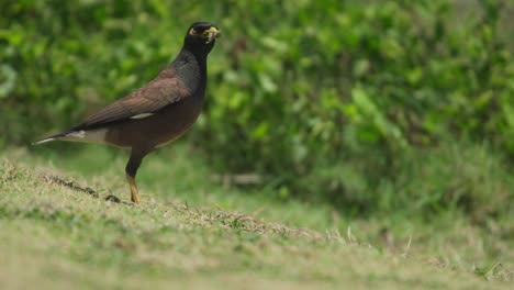 El-Pájaro-Mynah-Sostiene-Un-Pequeño-Insecto-En-El-Pico-Mientras-Se-Agacha-Y-Despega-En-Cámara-Lenta