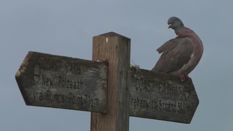 A-Wood-Pigeon,-Columba-palumbus,-perched-on-wood-footpath-sign