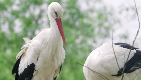 Western-White-Stork,-Two-Birds-in-a-Nest---close-up