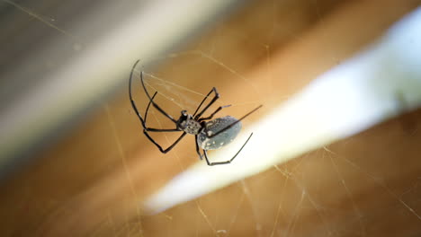 Giant-Golden-Orb-Weaver-Spider-walks-across-building-web-with-blurred-background