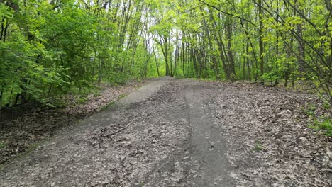 Walking-woodland-during-a-beautiful-summer-day-with-lush-greenery,-grass,-and-trees