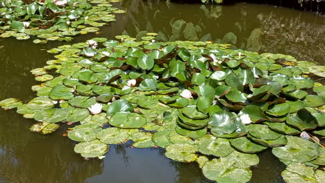 Nenúfares-Con-Flores-Rosadas-En-Un-Lago-De-Aguas-Tranquilas