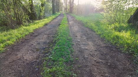 Langsames-Heben-Der-Kamera-über-Den-Leeren-Morgenwaldweg-Mit-Den-Spuren