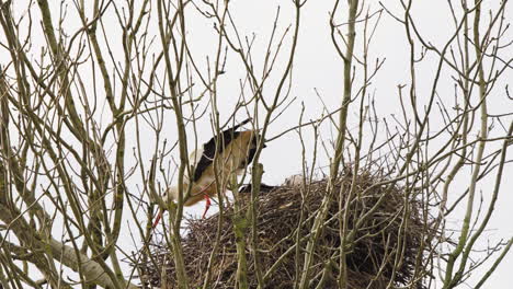 White-stork-building-bird-nest-in-leafless-tree-crown-with-branches
