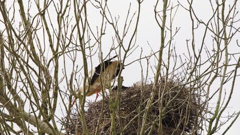 Weißstorch-Baut-Vogelnest-In-Blattloser-Baumkrone-Mit-Ästen