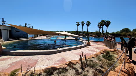 People-watching-dolphins-in-Attica-Zoological-Park,-slow-motion-view