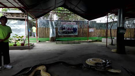 Philippines,-Bohol:-The-video-captures-a-close-encounter-with-enormous-anacondas-at-our-feet-in-the-Wildlife-Park