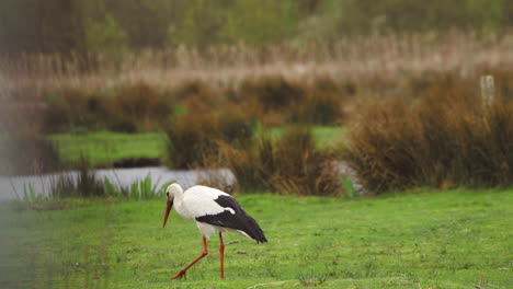 White-stork-striding-in-green-grassy-river-pasture,-foraging-for-food