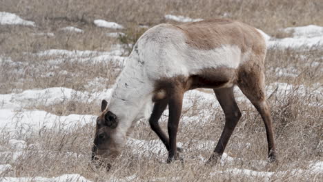 Caribú-Del-Bosque-En-Estado-Salvaje-En-Yukon,-Canadá---Plano-Amplio