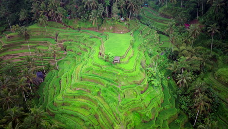 Panoramic-aerial-overview-of-Tegalalang-cascading-rice-field-terrace