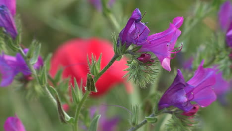 Flores-De-Echium-Púrpura-En-Primer-Plano,-El-Verde-De-Las-Ramas-Y-Una-Amapola-Roja-En-El-Fondo-Borroso