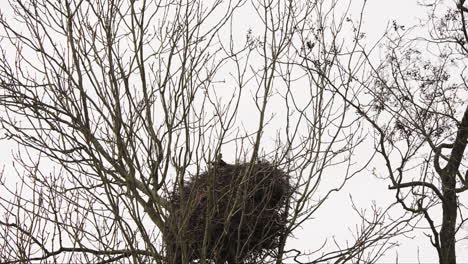 Weißstorch-Baut-Vogelnest-In-Baumkrone-Mit-Kahlen-Zweigen