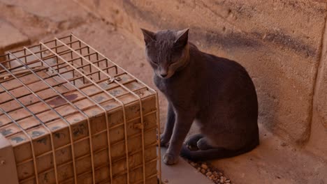 Gato-Gris-Descansando-Dentro-De-Un-Antiguo-Templo-Egipcio