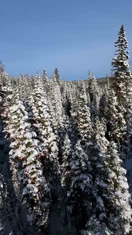 FPV-race-drone-cruises-snowy-treetops-with-blue-sky-backdrop