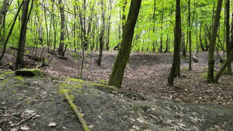 Waldspaziergang-An-Einem-Schönen-Sommertag-Mit-üppigem-Grün,-Gras-Und-Bäumen