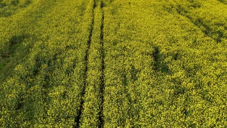 Golden-rapeseed-field-with-tractor-tracks,-aerial-view