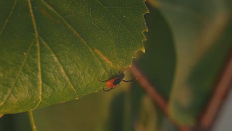 Detailed-close-up-of-a-mite-perched-on-a-green-birch-leaf,-showing-its-dark-brown-body-and-reddish-orange-markings