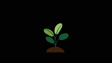 Plant-with-4-leaves-grows-and-germinates-on-dirt-mound-on-black-background-overlay