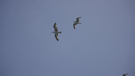 Vögel-Fliegen-Zwischen-Den-Wolken