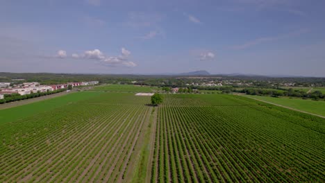 Lush-vineyard-rows-near-urban-edge-in-Lecrès,-France---aerial