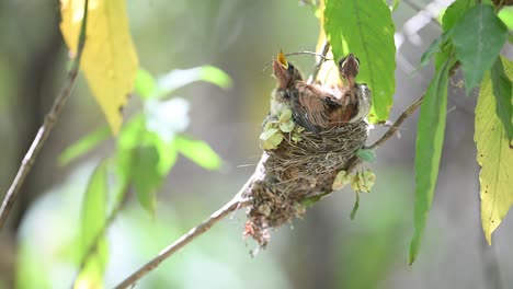 Hungrige-Junge-Küken-Des-Indischen-Paradiesschnäppers-Im-Nest-Im-Grünen-Wald