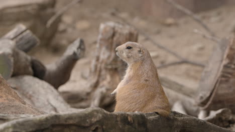 Nahaufnahme-Eines-Schwarzschwanz-Präriehundes-Im-Zoo-Von-Seoul-In-Südkorea