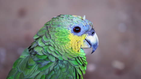 A-Turquoise-fronted-Parrot-in-an-indigenous-shelter-in-the-city-of-Minaçú,-State-of-Goiás,-Brazil