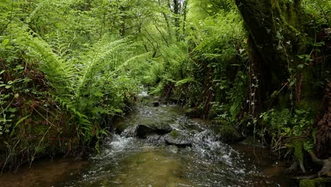 Clear-woodland-stream-flowing-through-lush-ferns-and-undergrowth
