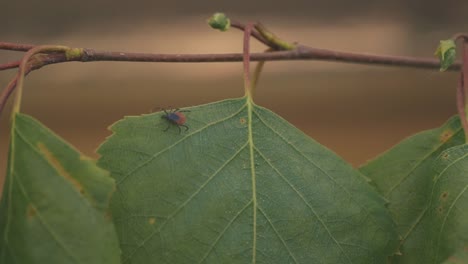 Detailed-close-up-of-a-mite-perched-on-a-green-birch-leaf,-showing-its-dark-brown-body-and-reddish-orange-markings