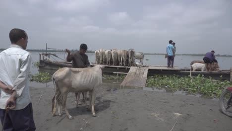 Las-Vacas-Están-Siendo-Trasladadas-A-Través-Del-Río-Brahmaputra.