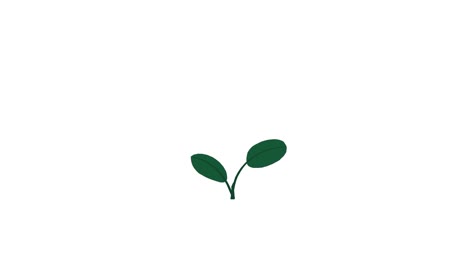 Pflanze-Mit-2-Blättern-Wächst-Und-Keimt-Auf-Weißem-Hintergrund
