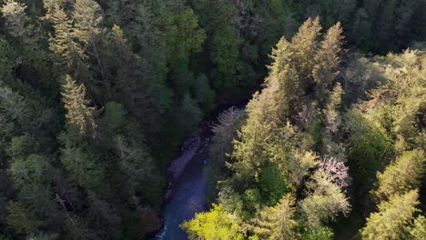 Toma-Orbital-Escénica-Volando-Sobre-Un-Bosque-Siempre-Verde-Que-Revela-Un-Río-Que-Fluye-En-Carbonado,-Estado-De-Washington.