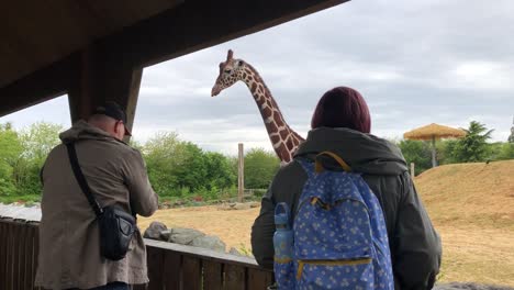 Visitors-enjoy-the-Giraffes-at-Colchester-Zoo-in-Essex,-UK