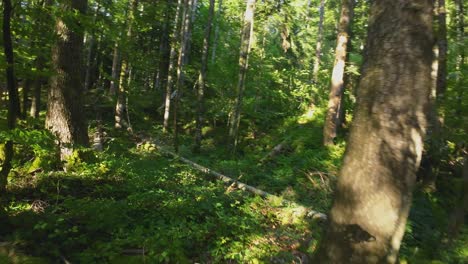 Fast-flight-through-a-thick-forest-between-trees-with-an-FPV-drone-weaving-between-dense-quarry-woodland-with-sunlight-shining-through-trees-and-foliage