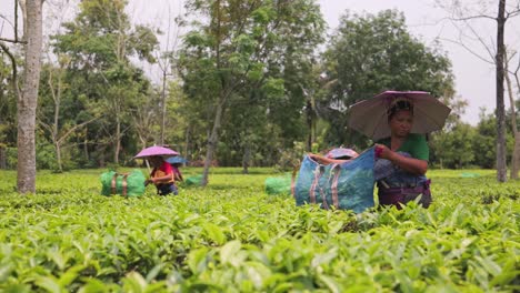 Women,s-plucking-organic-green-tea-leaf