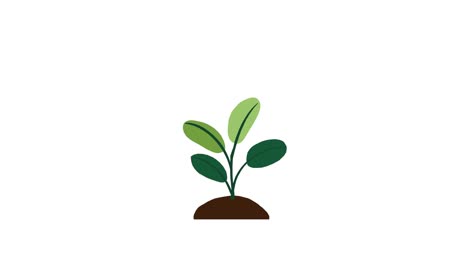 Plant-with-4-leaves-grows-and-germinates-on-dirt-mound-on-white-background