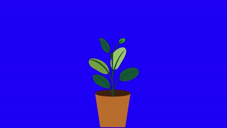 Plant-with-6-leaves-grows-and-germinates-in-terracotta-pot-on-blue-background