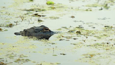 Alligator-eye-above-still-water-with-rest-of-body-submerged,-aquatic-vegetation,-Florida-marsh-wetlands-4k