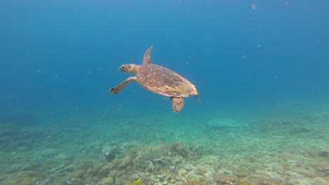 Tortuga-Carey-Nadando-Con-Gracia-Sobre-Un-Vibrante-Arrecife-De-Coral