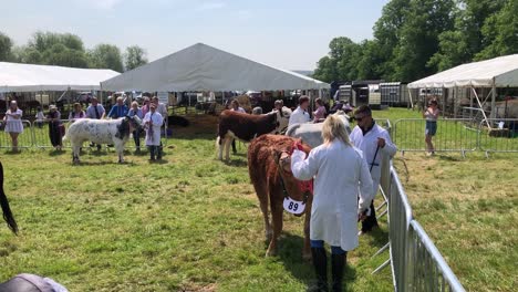 Cows-are-waiting-to-be-judged-in-the-best-of-breed-competition-event-at-the-South-Suffolk-show-in-Ampton,-Suffolk,-UK