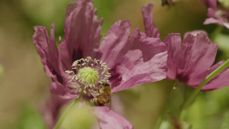 Closeup-shot-of-bees-as-they-fly-around-a-poppy-in-spring